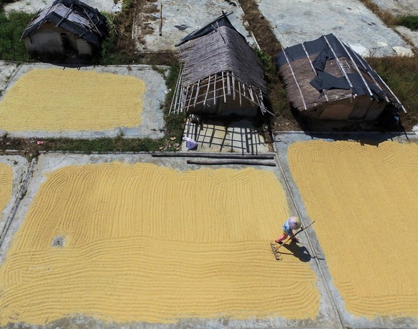 Rice Harvesting in China 