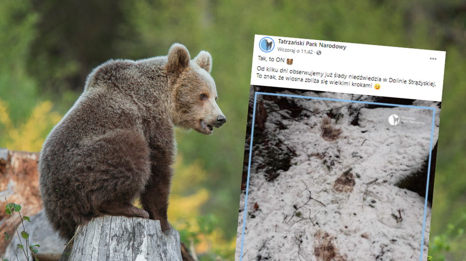 Niedźwiedź w Tatrach obudził się ze snu zimowego