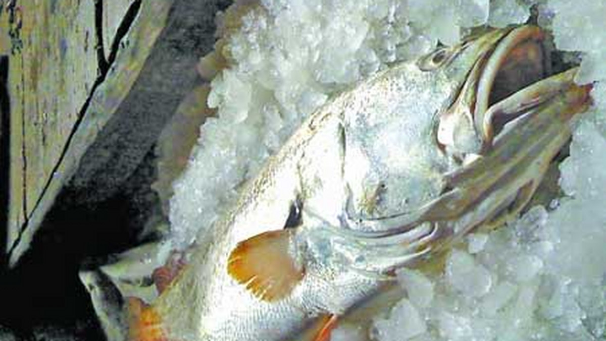 Biedny rybak z prowincji Fujian na wschodnim wybrzeżu Chin z dnia na dzień stał się milionerem, kiedy złowioną przez siebie rybę sprzedał za 3 mln juanów (ok. 1,56 mln zł). Jego "złotą rybką" był 80-kilogramowy osobnik z rzadkiego gatunku bahaba taipingensis.