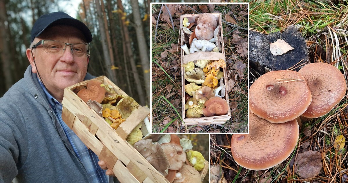 Listopad w lesie zaskakuje grzybiarzy. W godzinę cała kobiałka