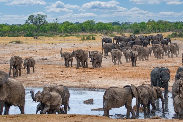 Słonie zamieszkujące park narodowy w Zimbabwe umierają z powodu ekstremalnej suszy