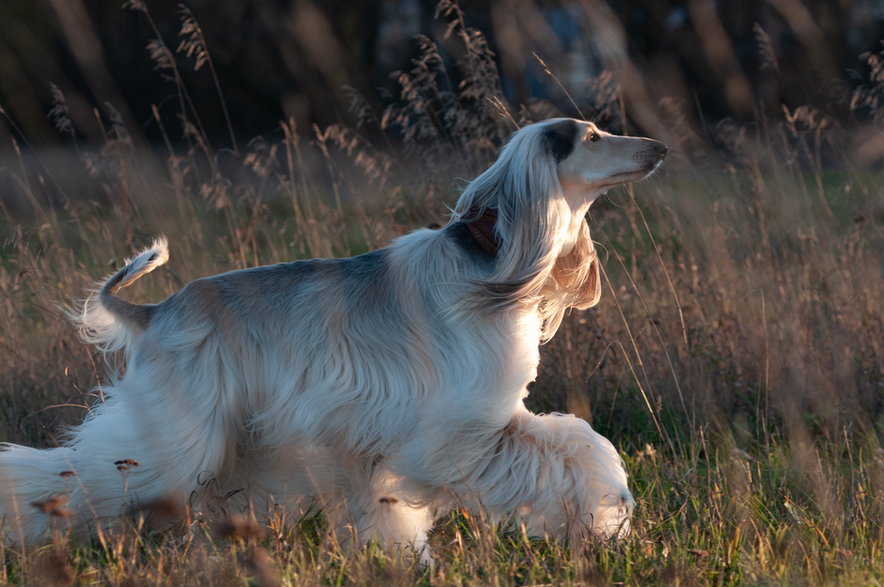 Charty to psy, które potrzebują dużej dawki ruchu - Olga Itina/stock.adobe.com