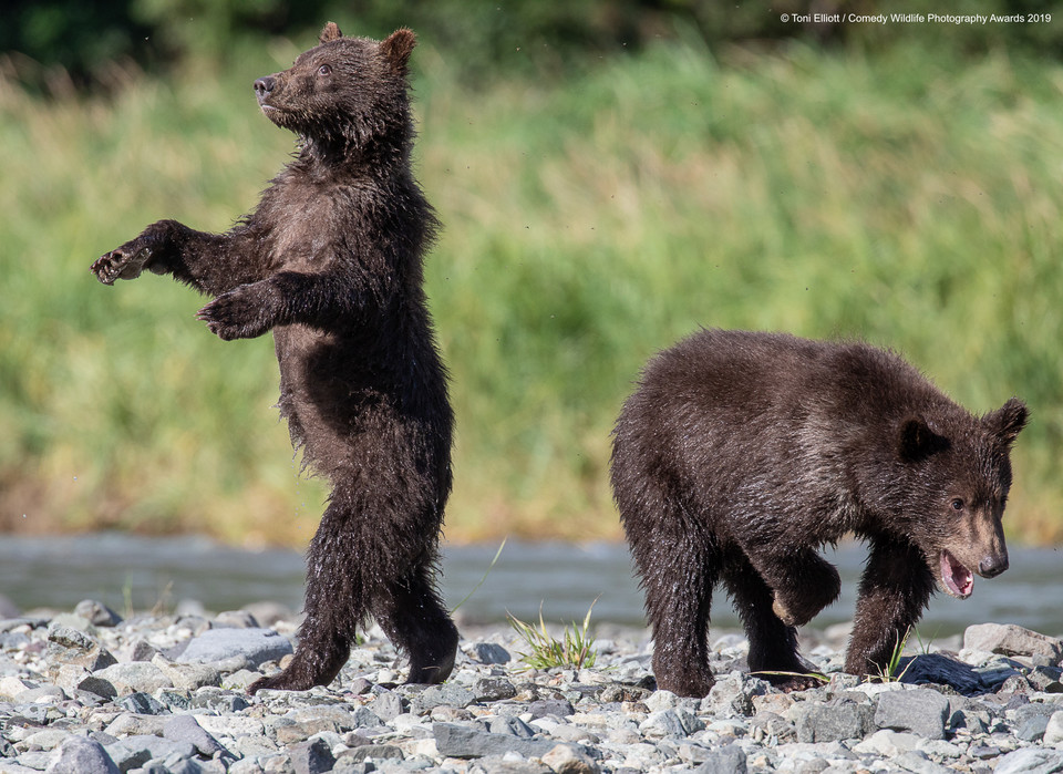 Finaliści Comedy Wildlife Photo Awards 2019