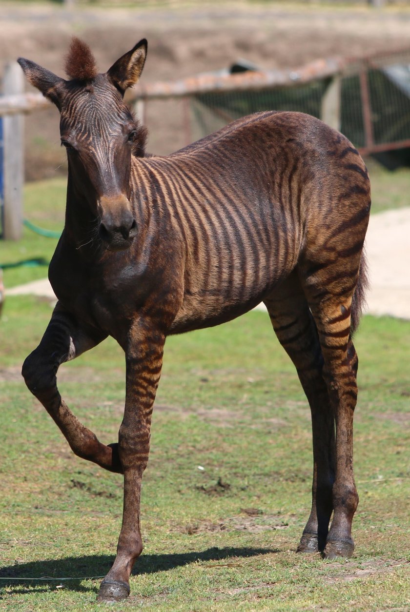 Zebruś to pół koń pół zebra