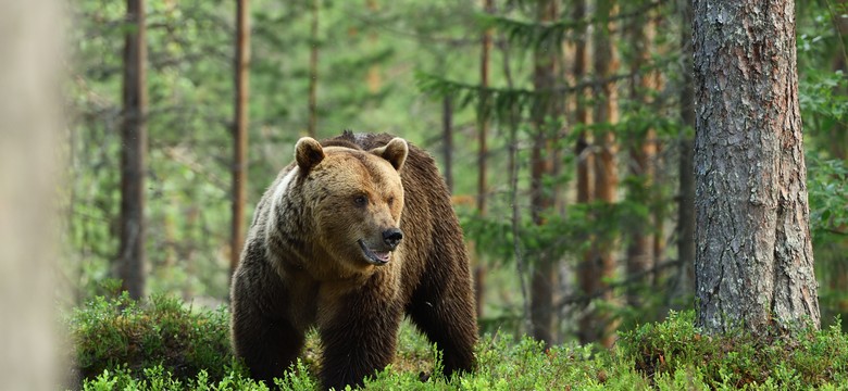 Słowacja ma coraz większy problem z niedźwiedziami. Powodów jest kilka