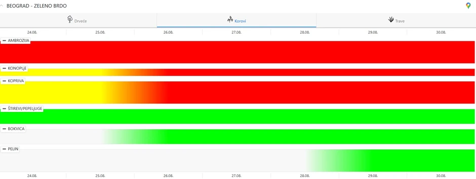 Ambrozija "debelo" u crvenoj zoni u Beogradu