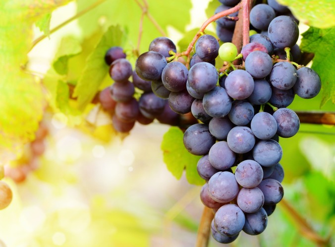 Antyoksydanty zapobiegają uszkodzeniom mózgu