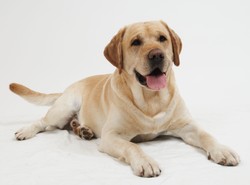 Pies wykryje raka płuc