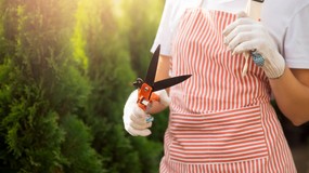 Nie przegap terminu, a tuje w kolejnym sezonie będą jeszcze piękniejsze
