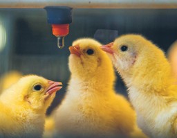 Niehumanitarne uśmiercanie kurcząt na fermie. Jest prawomocny wyrok