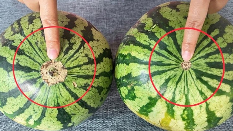 tökéletes mézédes görögdinnye kiválasztása