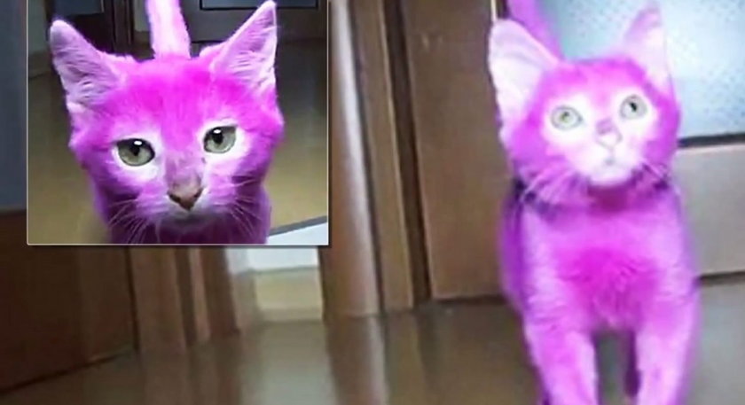 Elena Lenina przefarbowała swojego kota na różowo