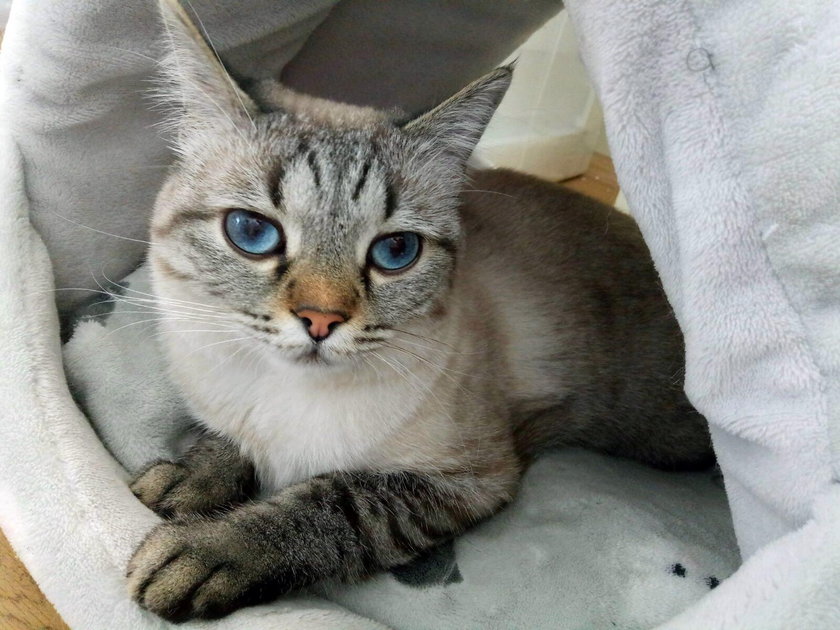 Tajska kotka o imieniu Oxy to ulubienica państwa Siemoniaków