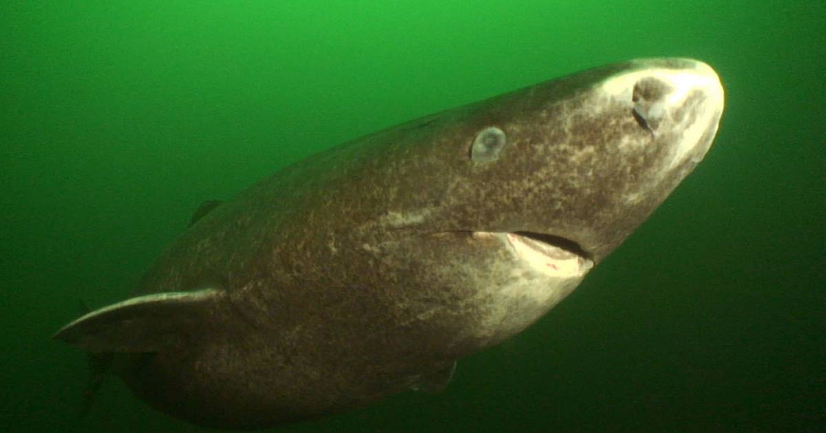 Majdnem 400 éves a legöregebb cápa, amit tudósok vizsgáltak - Noizz