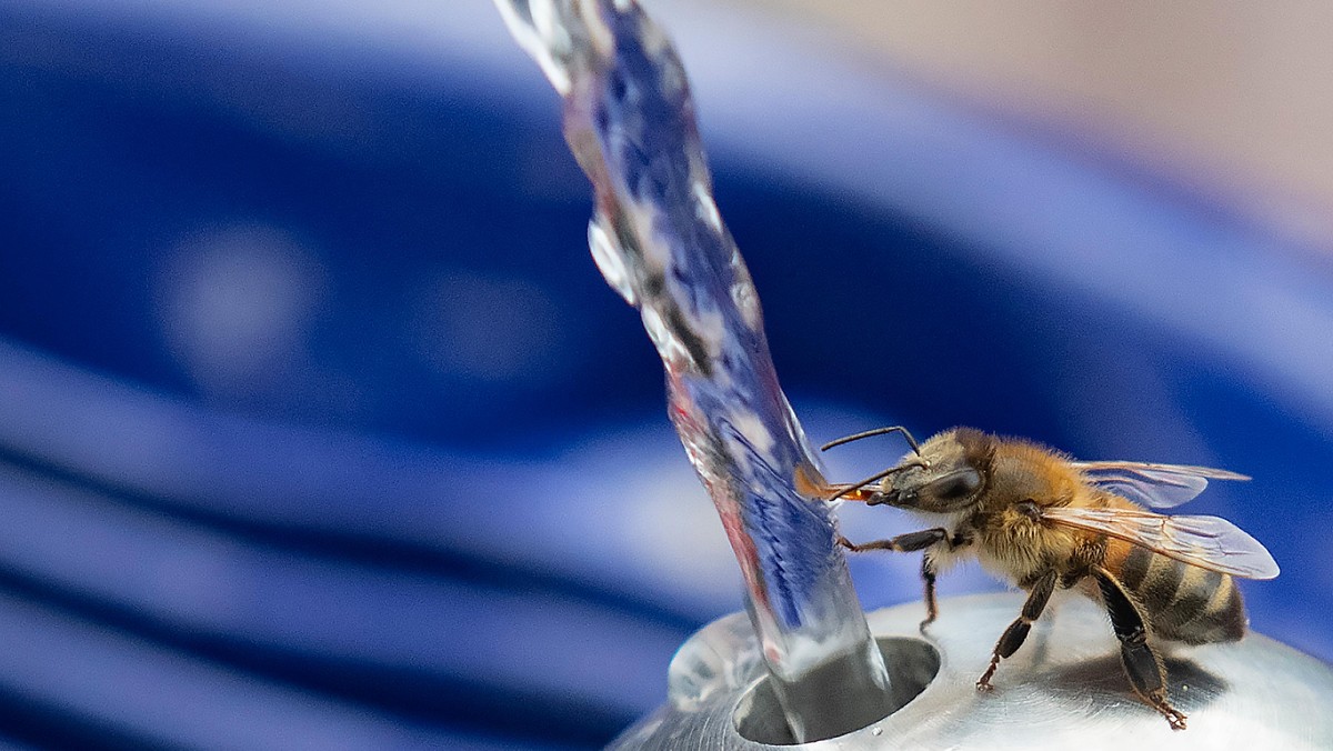 Bee Stops For Drink At Water Fountain