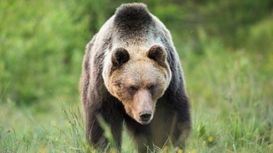 Atak niedźwiedzia w Bieszczadach. Nowe informacje o stanie zdrowia mężczyzny