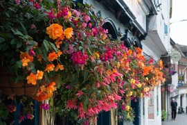Cveće koje DONOSI SREĆU I BOGATSTVO U DOM: Jedno je od najčešće gajenih u Srbiji, ali mnogi ne znaju za njegovu PRELEPU SIMBOLIKU
