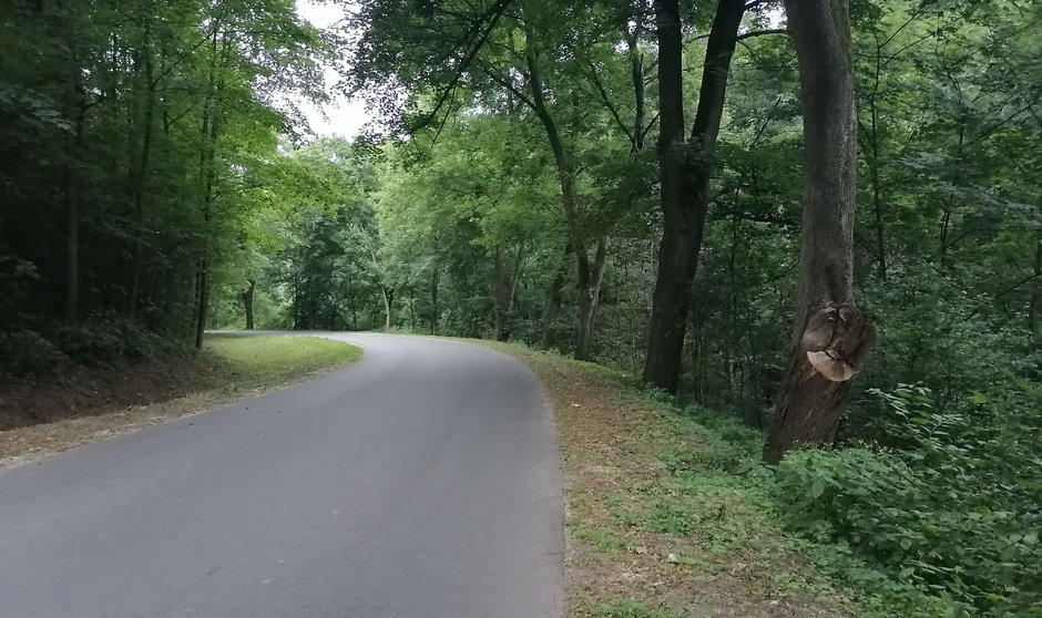 Zakręt, na którym doszło do wypadku