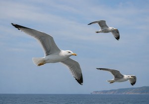 Galebovi