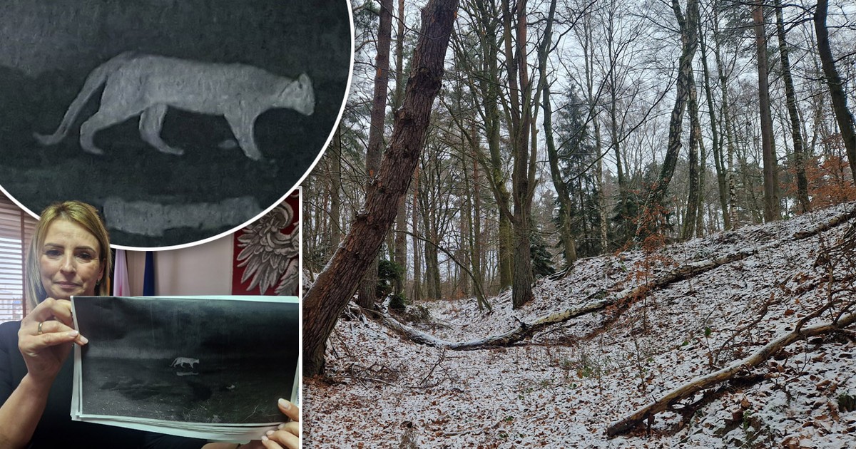 Puma grasuje w lasach w okolicach Będzina?
