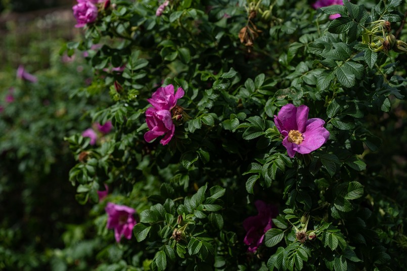 Róża japońska, pomarszczona, dzika, rugosa