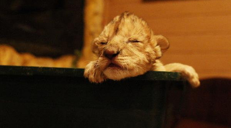 Újszülött oroszlánok a Gyöngyösi állatkerből