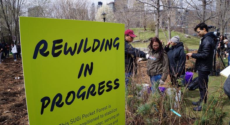 Volunteers begin planting a pocket forest in Roosevelt Island's Southpoint Park on April 6, 2024.Eliza Relman/Business Insider