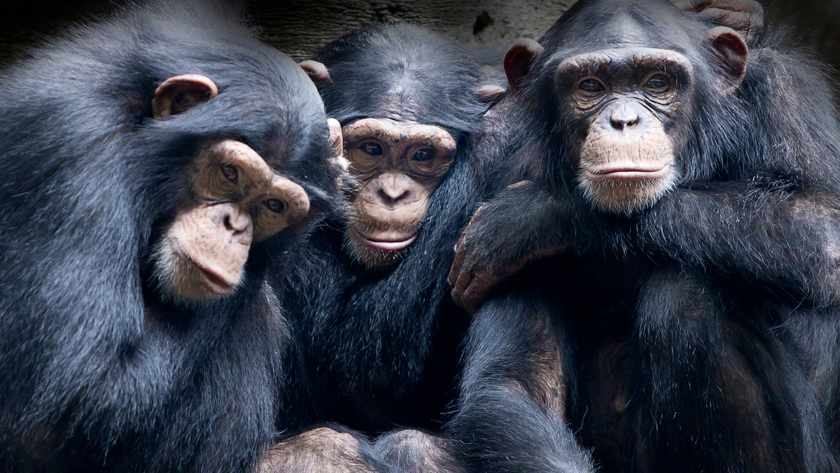 Szympansy odczuwają empatię? Pomagają innym osobnikom