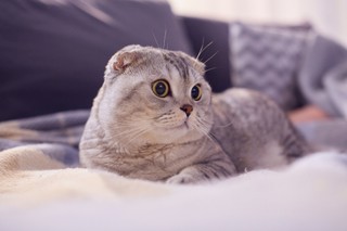 Holandia chce zakazać posiadania zwierząt, które cierpią z powodu swoich zewnętrznych cech