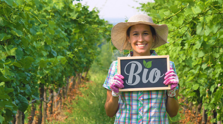 A Steiglerek organikusan borászkodnak, így ez a merlot egy biobor / Fotó: Shutterstock