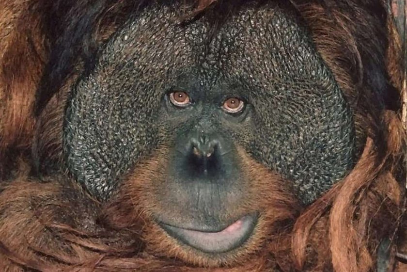 Orangutan malował obrazy! Docenią go po śmierci?