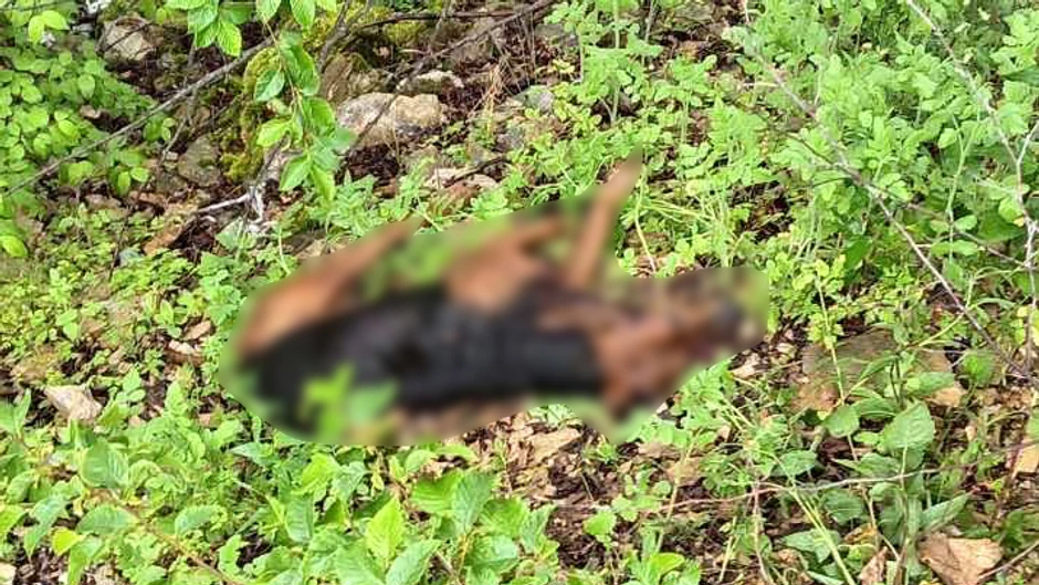 Tragično nastradao pas nadomak Čačka