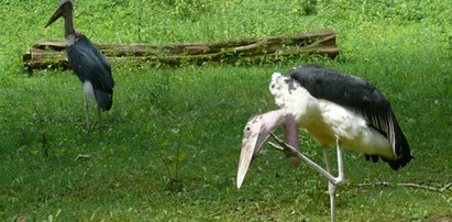 Miłość w poznańskim zoo! Wielki romans Frani i Romana