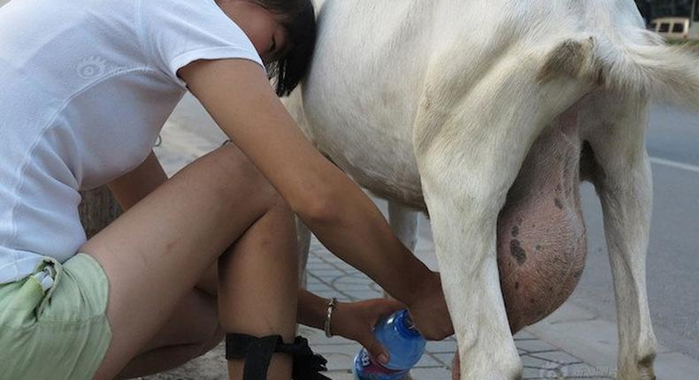 Woman squeezing milk from a goat on the street