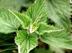 Pokrzywa to nie chwast. Lecz afrodyzjak, lek i...