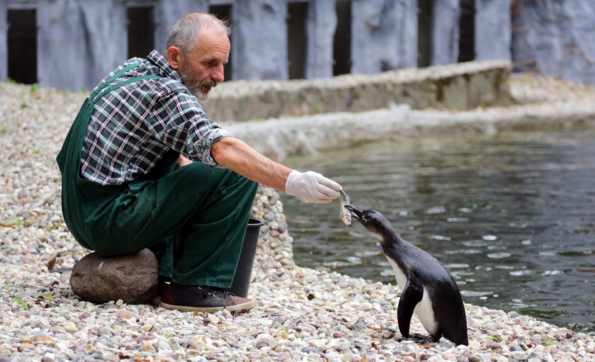 Pokazowe karmienie pingwinów w łódzkim ZOO