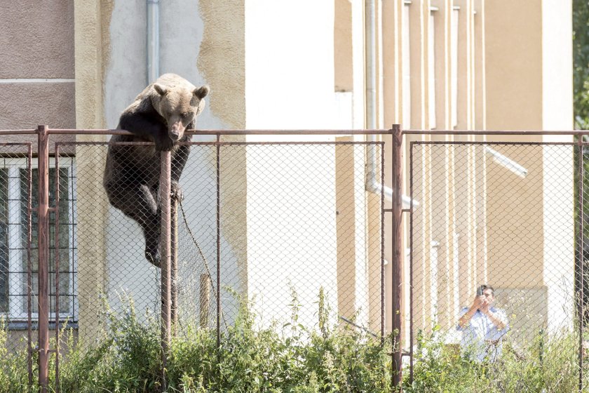 Brown bear in Romania