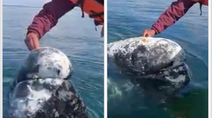 Így kért segítséget egy bálna egy hajóskapitánytól. /Fotó : Facebook watch