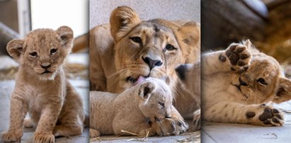 Sensacja w Śląskim Ogrodzie Zoologicznym. Urocze maluchy pod szczególnym nadzorem