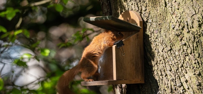 Jak dokarmiać wiewiórki zimą w ogrodzie? Wskazówki eksperta