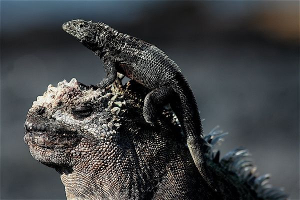 Galapagos, iguany