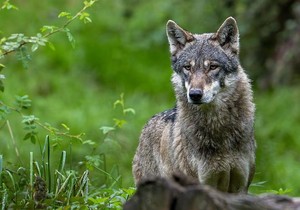 Policiji je prethodno prijavljeno više puta da je vuk viđen u gradu | Foto: Universal Images Group via Getty Images