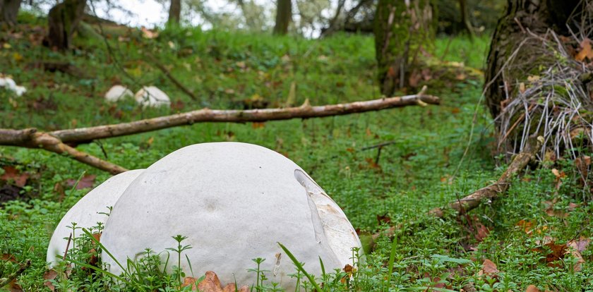 Na grzyby nie trzeba iść do lasu. Gigantyczny okaz w ogródku pani Oli. Ale ostrożnie, trzeba z nim uważać!