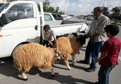 Pierwsze Eid Al Adha po upadku reżimu