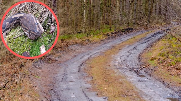 Leśnicy pokazali, co odkryli w lesie. Przerażające znalezisko