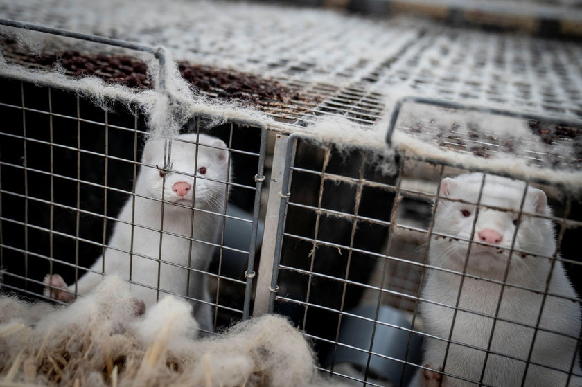 Denmark mink culling process