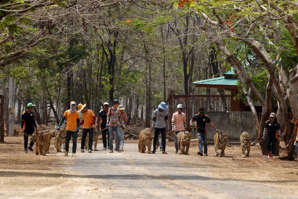 Spotlight: Thailand's Tiger Temple