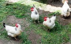 Ekologia górą. Polacy coraz częściej zwracają uwagę na warunki chowu kur niż na cenę