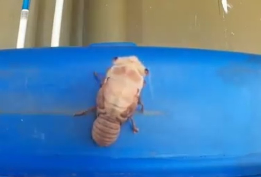 Neverovatna metamorfoza: Ovako cvrčak započinje novi život