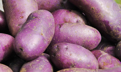 Fioletowe ziemniaki są zdrowsze od zwykłych. Tak działają na organizm